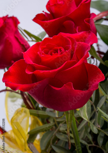 bouquet of blossoming dark red roses