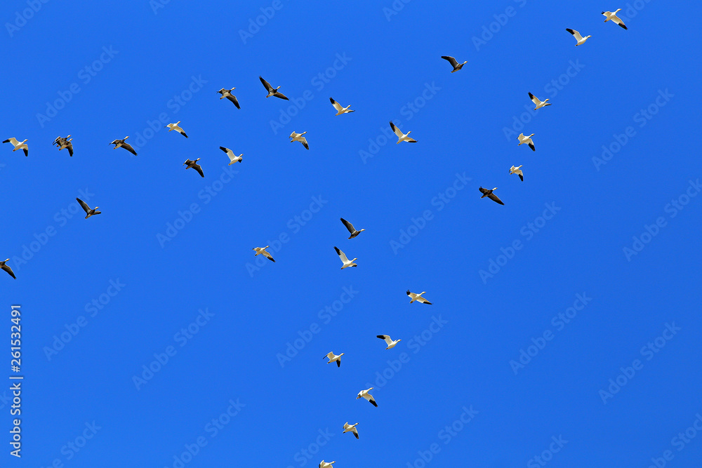 Snow Geese against Clear Blue Sky over Rice Fields of Arkansas