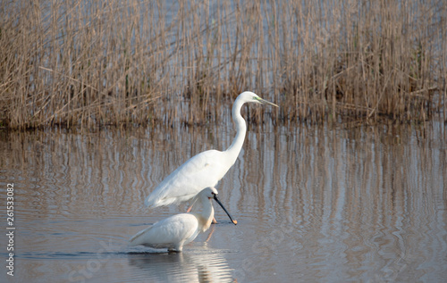 Western great Egret with Spoonbill strange couple searching for food.