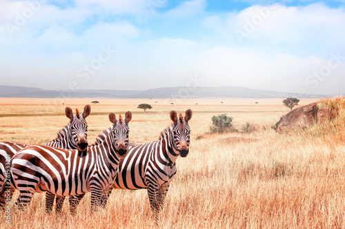 Group of wild zebras in the African savanna against the beautiful blue sky with clouds. Wildlife of Africa. Tanzania. Serengeti national park.