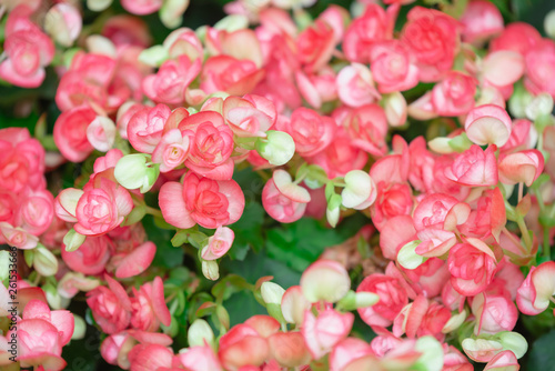 Begonia flowers texture full blooming in garden Begonia tuberhybrida