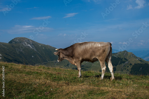 cow on a field in the Alps © irontrybex