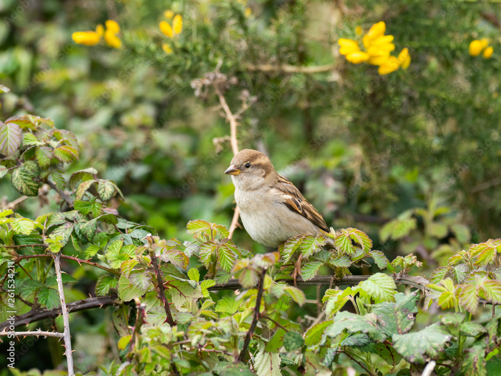 Male House Sparrow, Passer domesticus Male House Sparrow, Passer domesticus