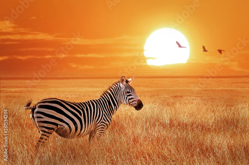 African lonely zebra at sunset in the Serengeti National Park. Tanzania. Wild nature of Africa.