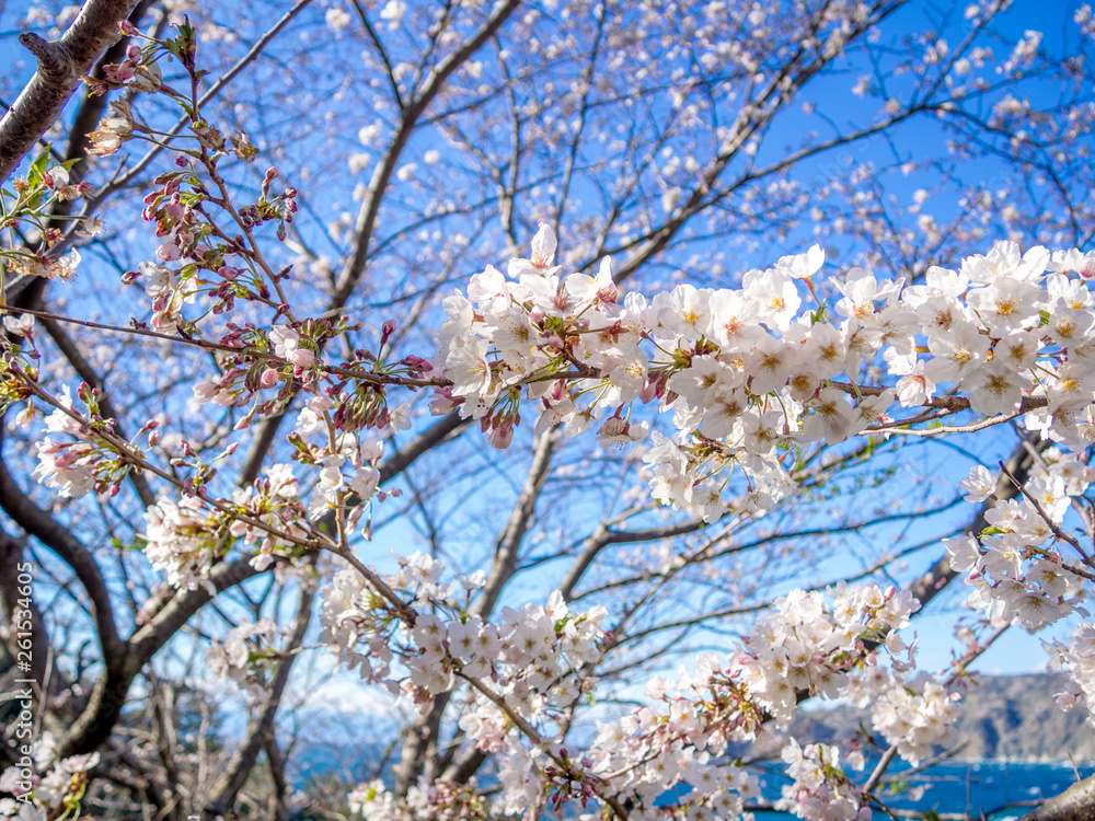 【伊豆半島ジオパーク】春の西伊豆黄金崎【満開の桜】