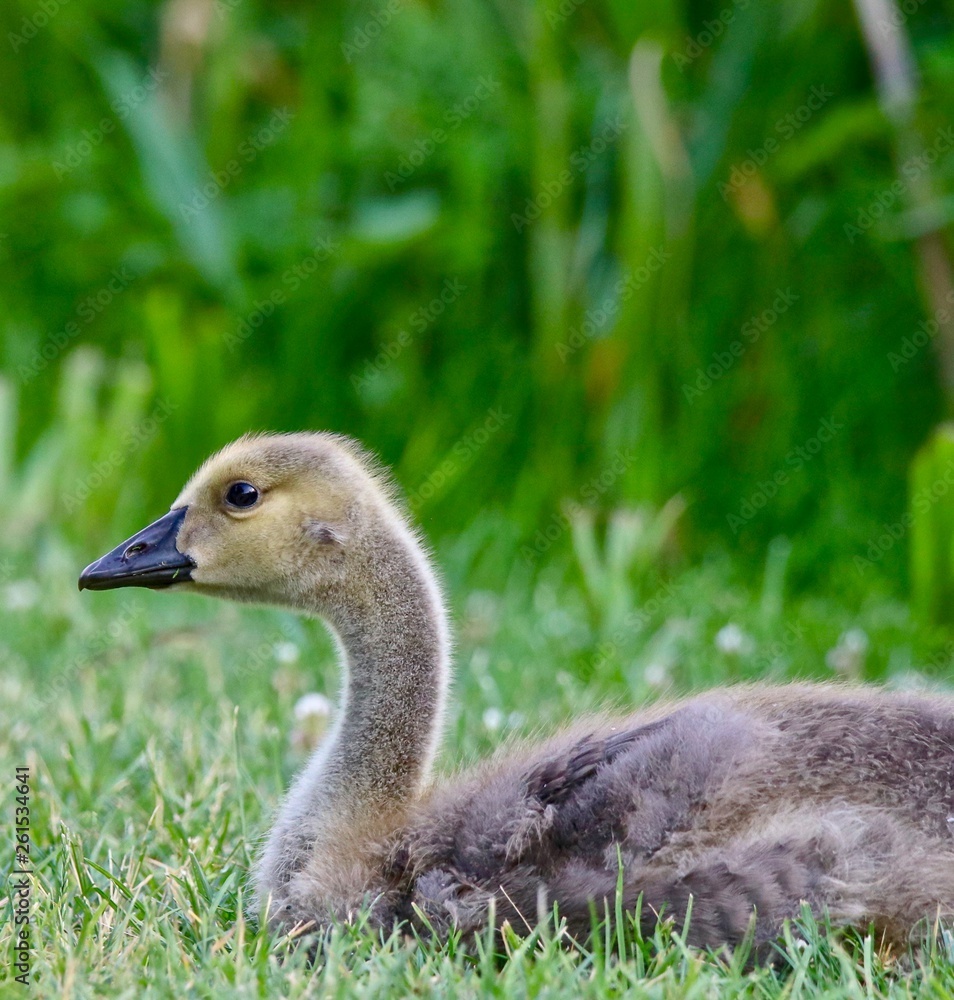 Beautiful Young Gosling in the green grass Beautiful Young Gosling in the green grass