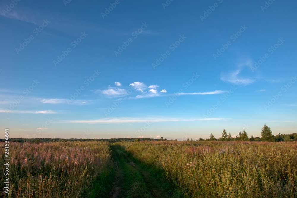 Field grass trail. Field grass trail on colorful background. Natural green grass field background. Grass, fall, trail. Yellow grass field trail. Summer landscape.