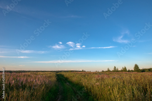 Field grass trail. Field grass trail on colorful background. Natural green grass field background. Grass, fall, trail. Yellow grass field trail. Summer landscape.