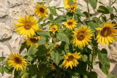 Blooming sunflowers against the background of a limestone wall