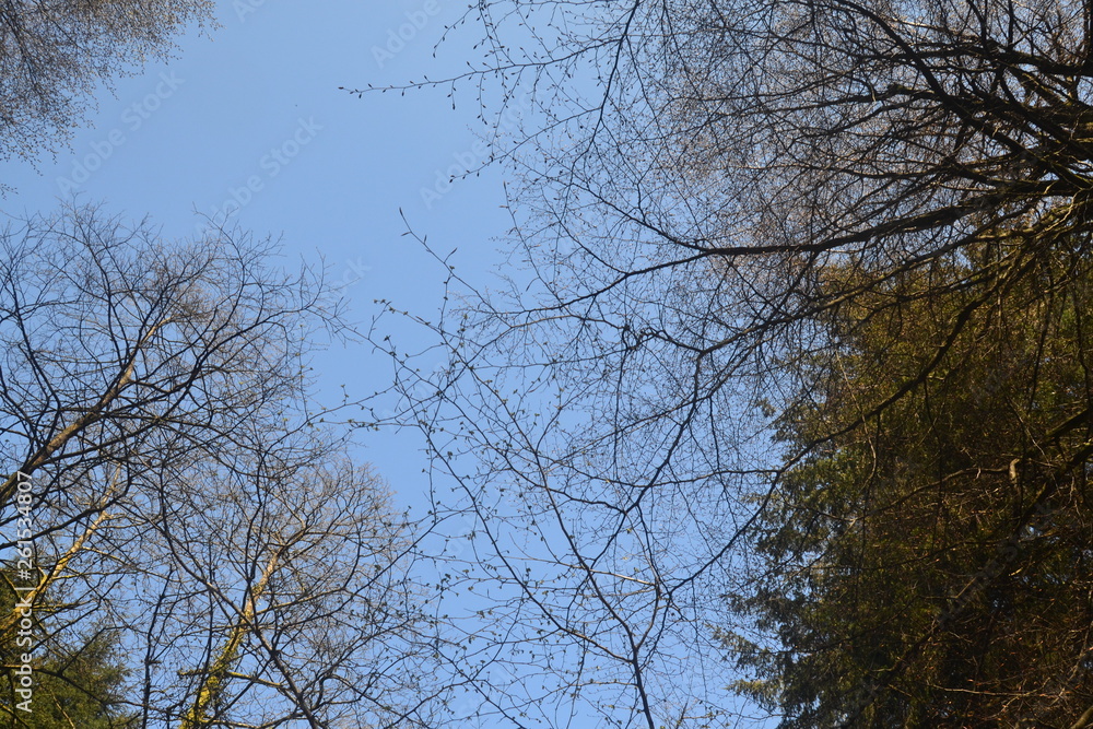 Looking up Looking up