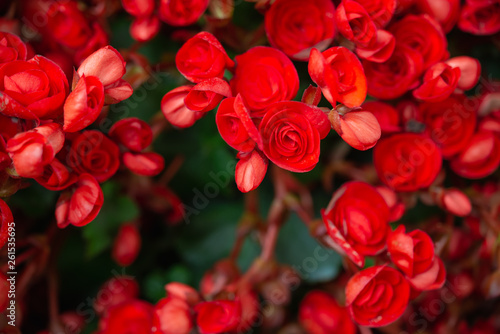 Begonia flowers texture full blooming in garden,Begonia tuberhybrida