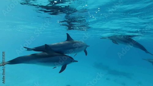 Slow motion, Two dolphins, mother and juvenile dolphin slowly swims in a circle under surface in blue water. Spinner Dolphin (Stenella longirostris) Closeup, Underwater shot. Red Sea photo