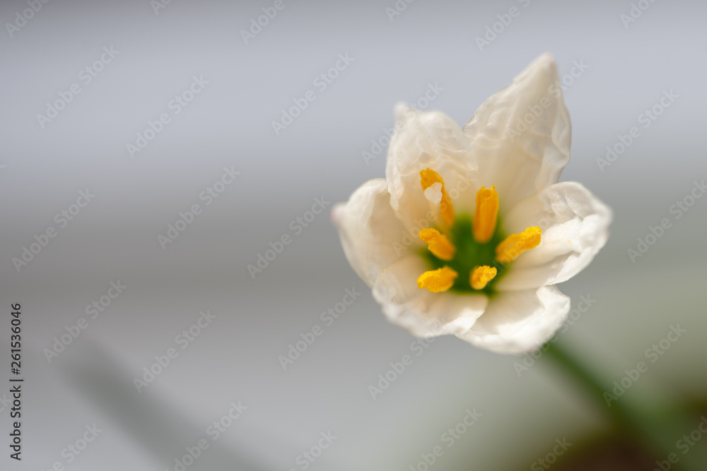 Obraz premium White flower on light background