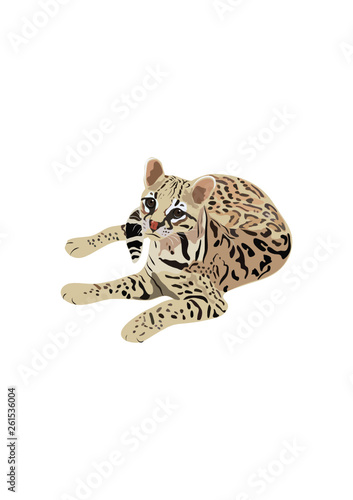 ocelot
