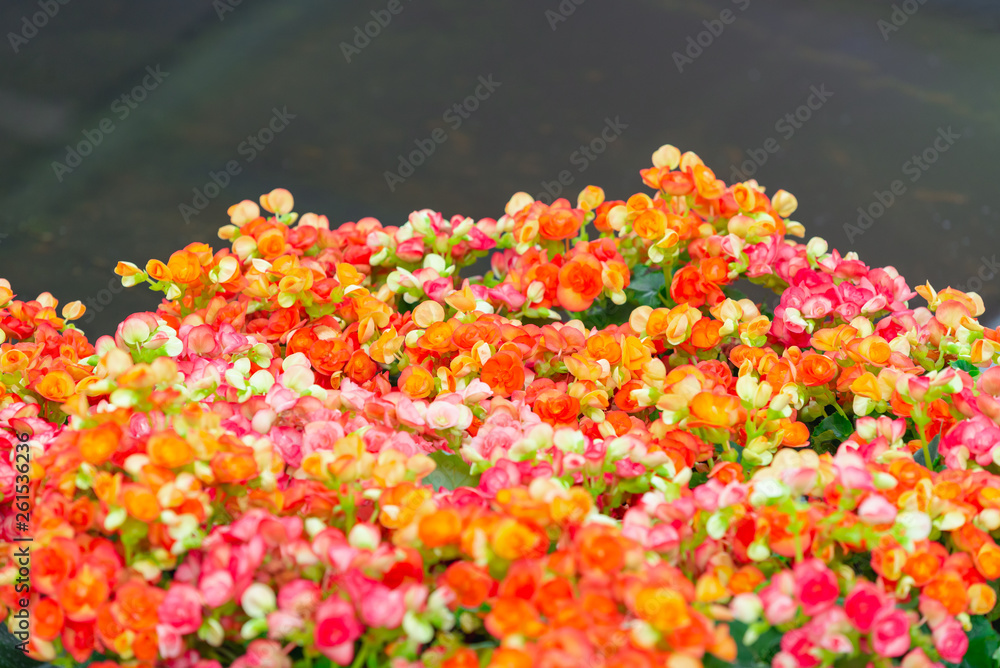 Begonia flowers texture full blooming in garden,Begonia tuberhybrida Begonia flowers texture full blooming in garden,Begonia tuberhybrida