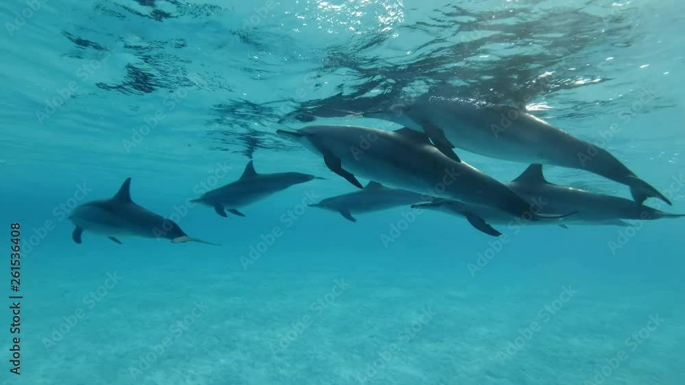 Slow motion, Family of dolphins slowly swim under sufrace of blue water. Spinner Dolphin (Stenella longirostris) Closeup, Underwater shot. Red Sea Slow motion, Family of dolphins slowly swim under sufrace of blue water. Spinner Dolphin (Stenella longirostris) Closeup, Underwater shot. Red Sea