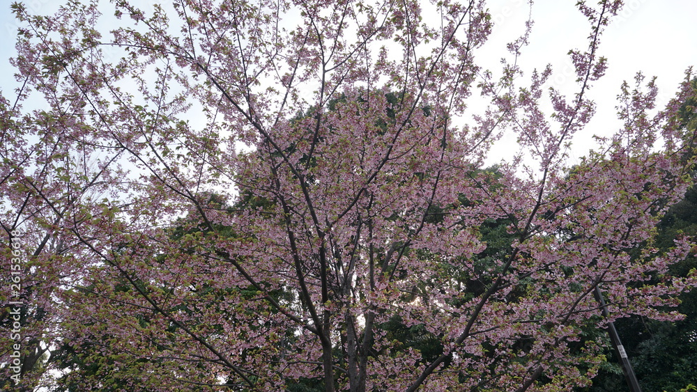 桜 桜