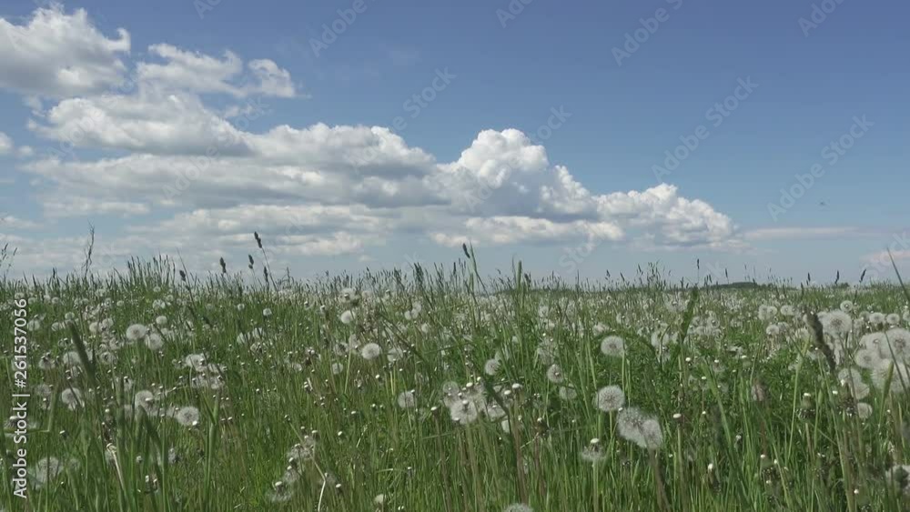 white dandelion field in summer sunny day against the background of the sky with white clouds white dandelion field in summer sunny day against the background of the sky with white clouds