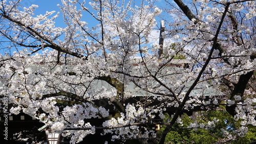 Wallpaper Mural 桜 Torontodigital.ca