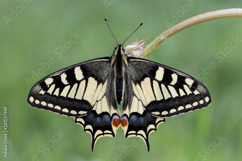 Una splendida farfalla, il Macaone (Papilio machaon)
