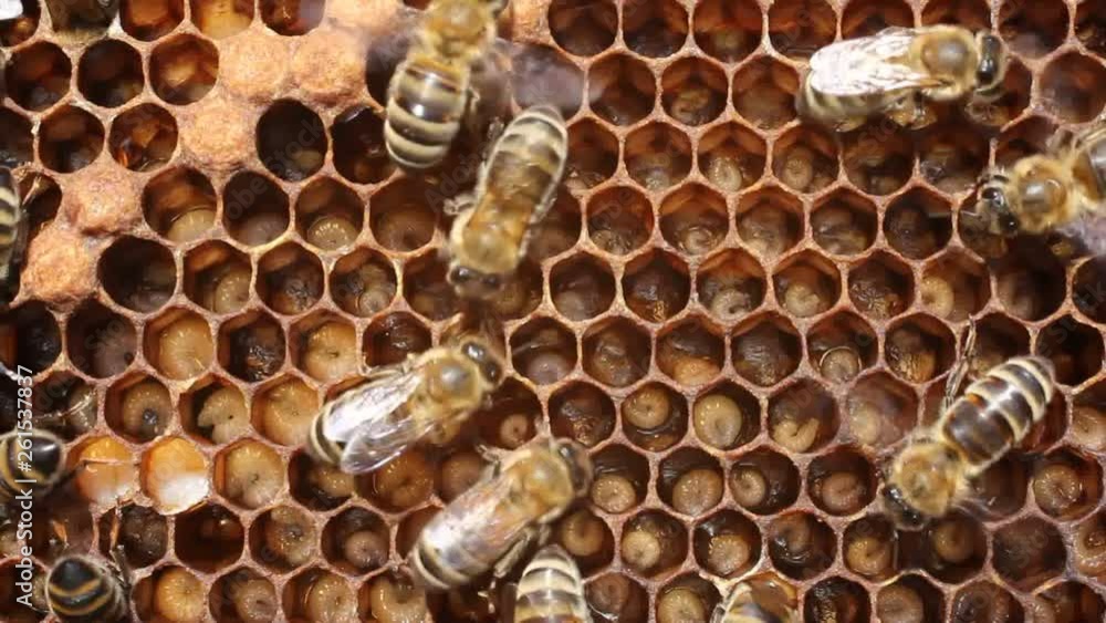 Growing bees of their new generation. The bees are fed by the larvae of future insects and by the movements of their wings they are blown with air. Growing bees of their new generation. The bees are fed by the larvae of future insects and by the movements of their wings they are blown with air.