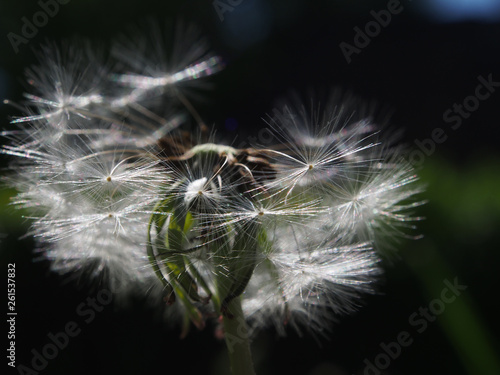 dandelion