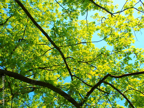  The green world above us