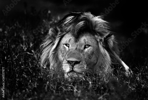 Lions in the savannah (B & W)