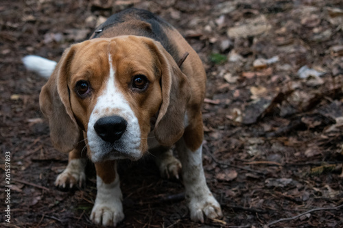 portrait of hunting Beagle in the spring forest