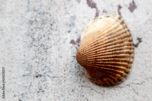 Scallop shell on a sand background closeup