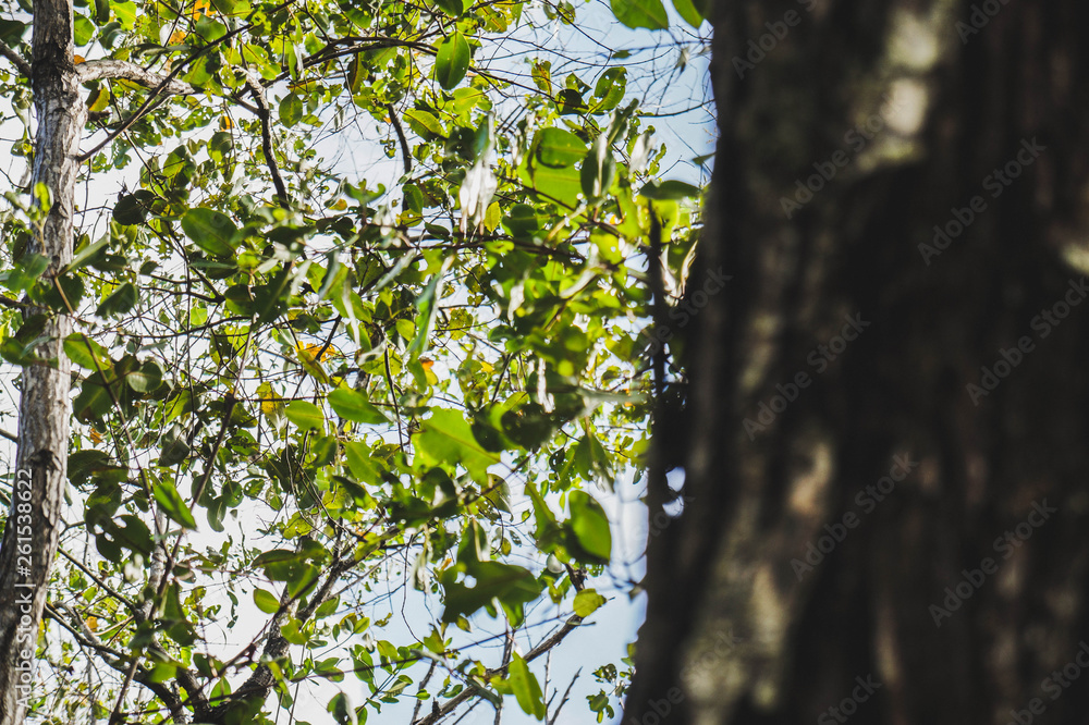 TREE TREE