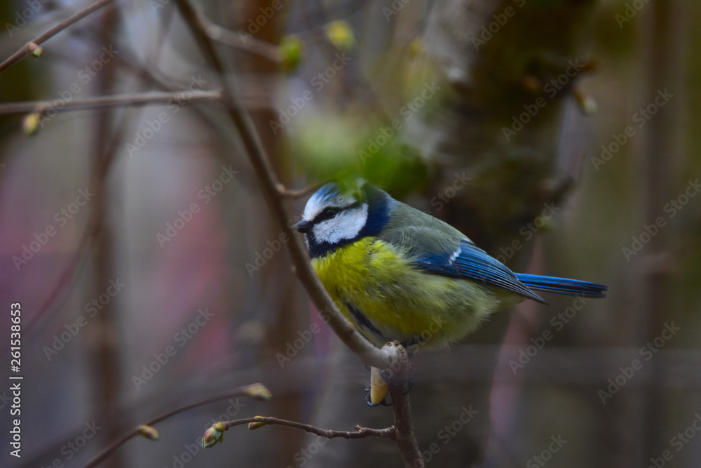 Blue tit sitting in a forest Blue tit sitting in a forest