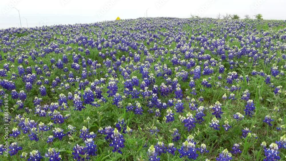 View of beautiful wildflowers bluebonnets on a hill beside of road. View of beautiful wildflowers bluebonnets on a hill beside of road.