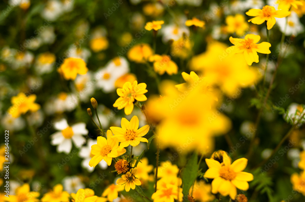 Garden FLowers Garden FLowers