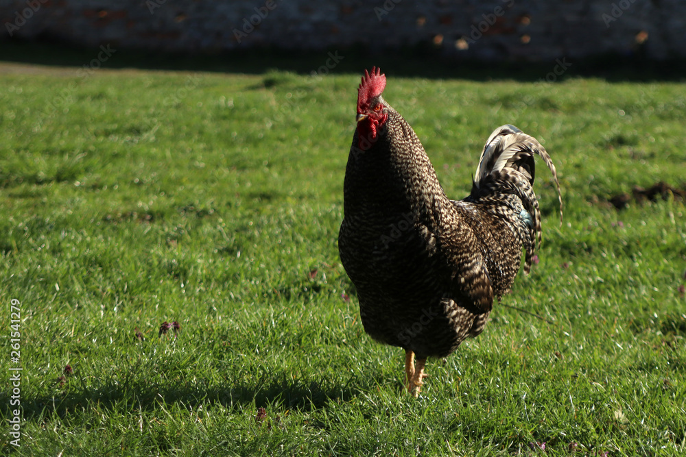 Brown rooster is walking in a field of grass