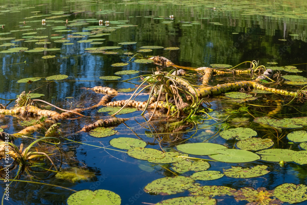 Water Lily Roots Surface Water Lily Flower Tree Root Pattern Tree Roots Lotus Blossom Herbal Plant Stock Photo Adobe Stock