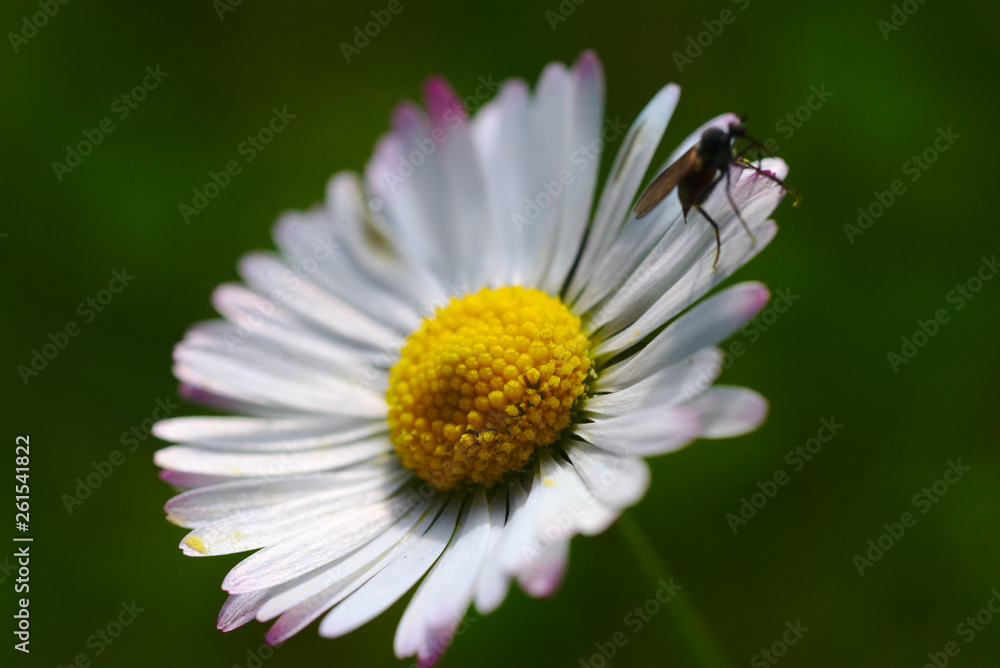 Closeup of a Fly on french daisy flower.