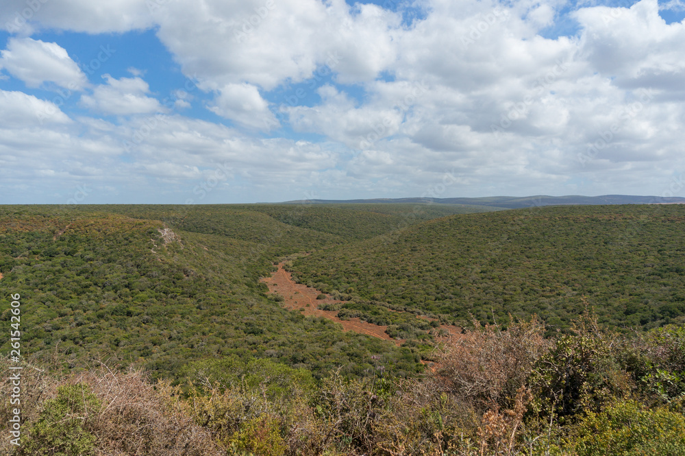 African bushveld panorama landscape on sunny day