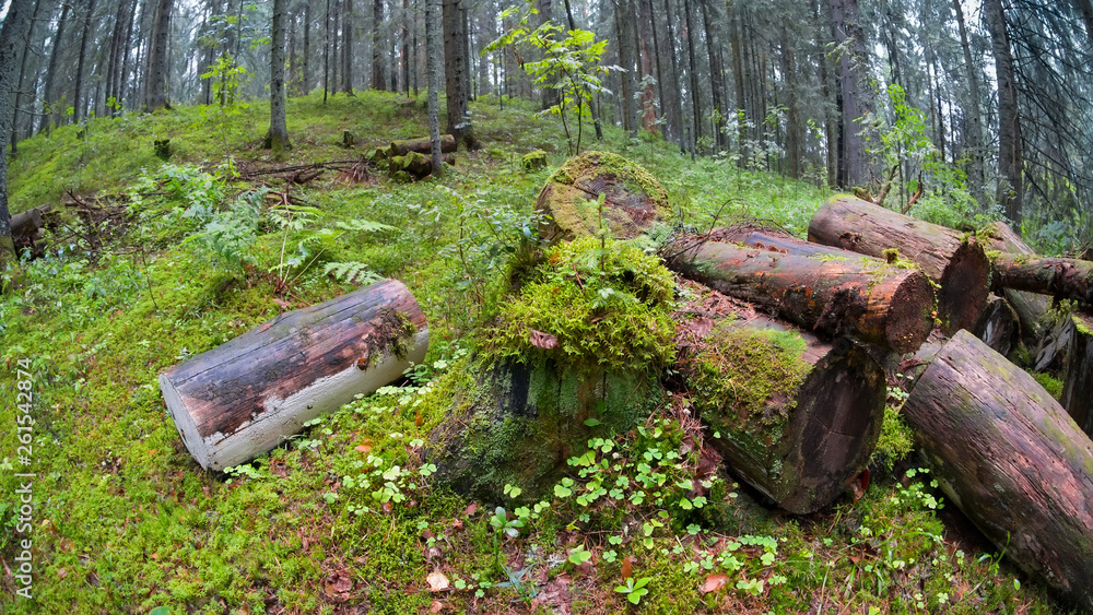Moss-covered logs in the forest on a rainy summer day Moss-covered logs in the forest on a rainy summer day