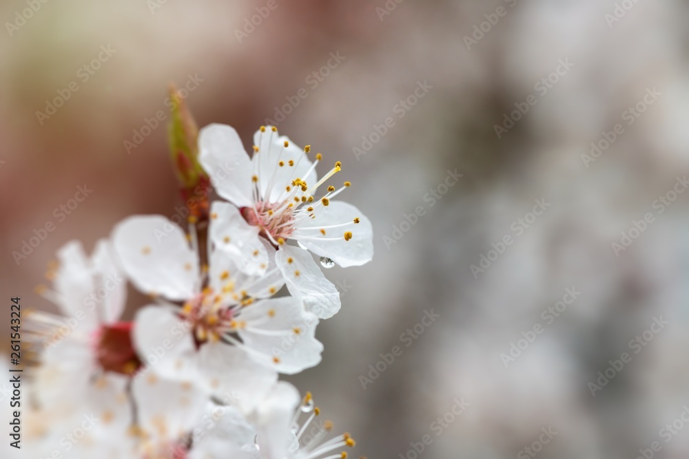 apricot flower spring nature close up macro 
