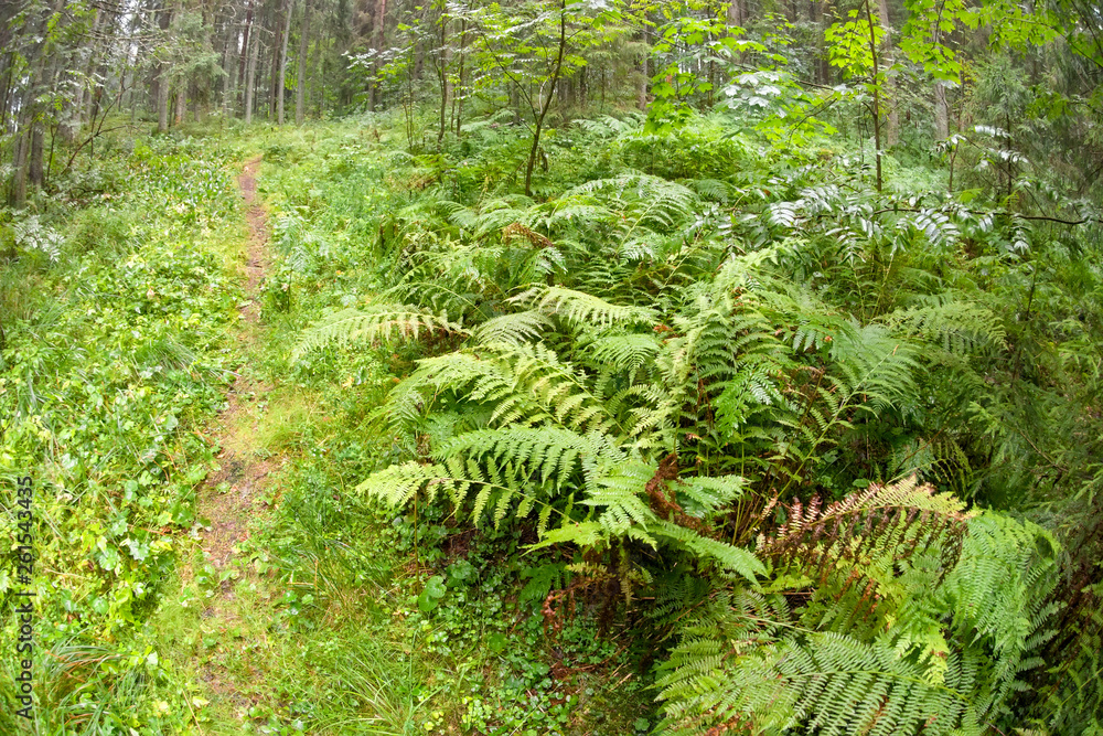 Fototapeta premium Ferns in the forest on a rainy day