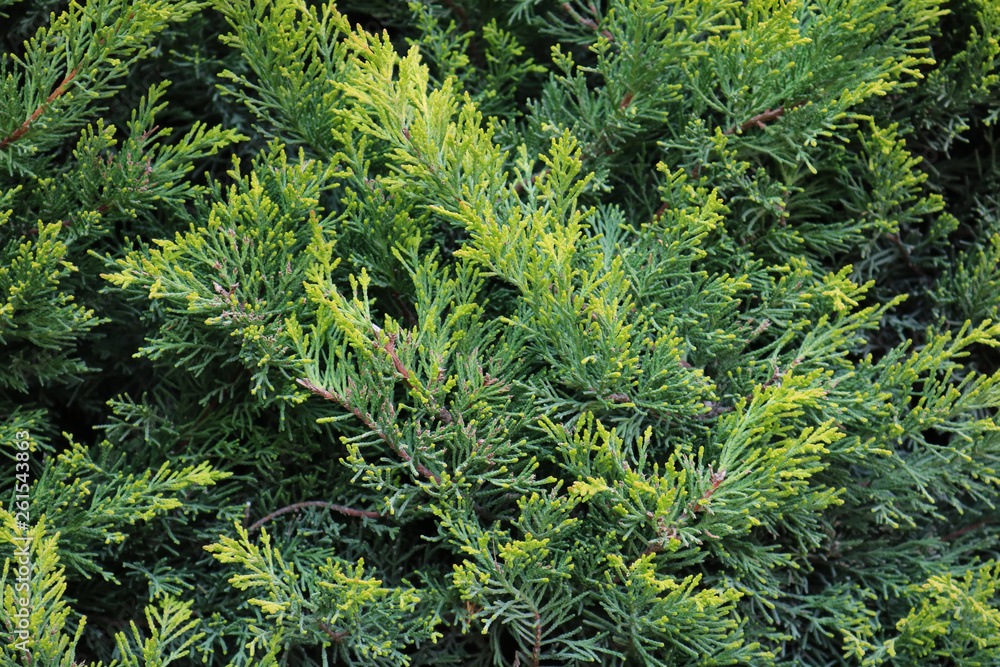 Thuja branch. White cedar Thuja branch. White cedar