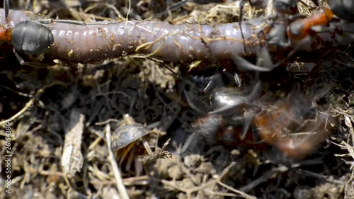 les fourmis rouges attaquent un ver de terre photo