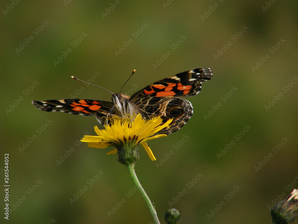 Obraz premium Painted Lady (Vanessa cardui) on Tansy Ragwort (Senecio jacobaea)