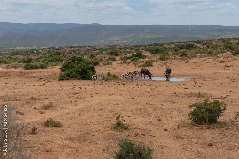 Herd of wild zebras and buffalo on waterhole Herd of wild zebras and buffalo on waterhole