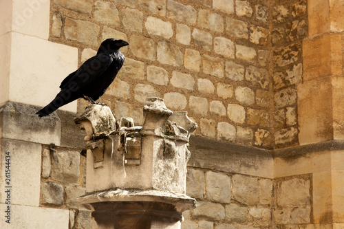Photography Black raven