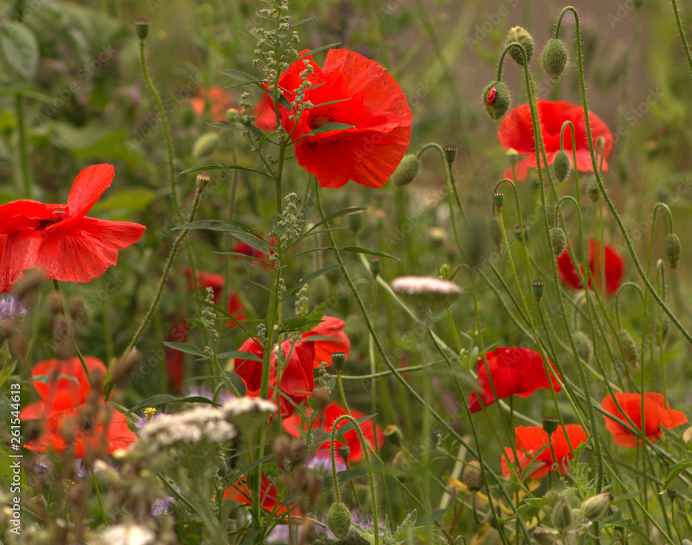 Obraz premium Poppied grow wild in a field, a constant reminder of men who gave their all for their country
