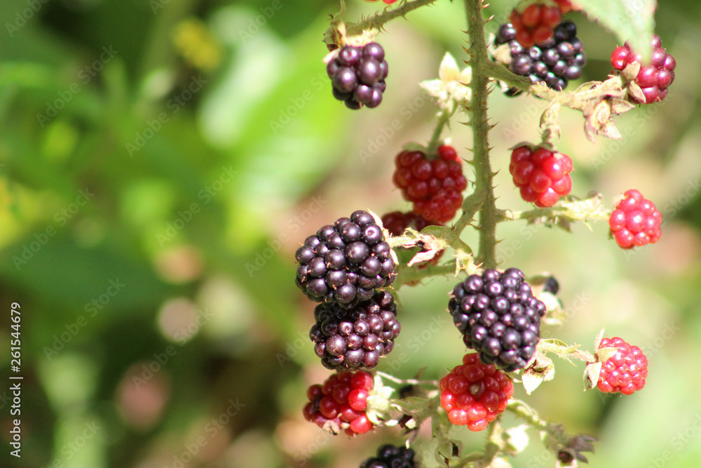 purple and red fruits purple and red fruits