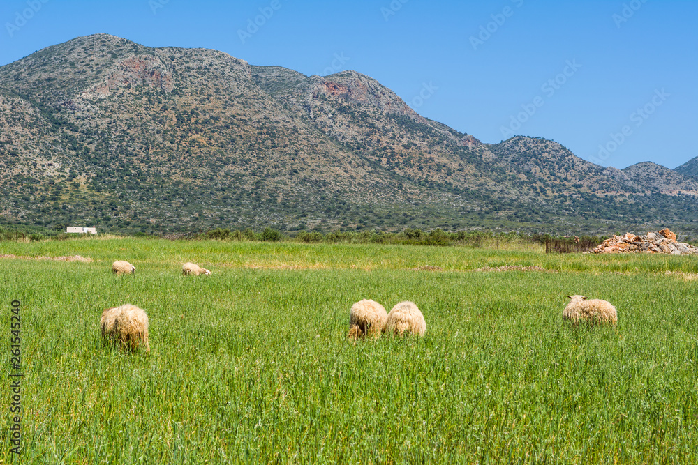 Fototapeta premium A flock of sheep grazing on spring grass surrounded by mountains. Crete, Greece.