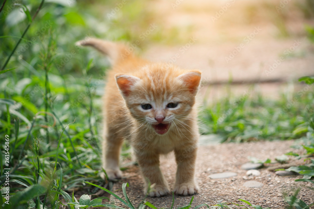 An adorable little red kitten playing outdoor. Portrait of red kitten in garden. An adorable little red kitten playing outdoor. Portrait of red kitten in garden.